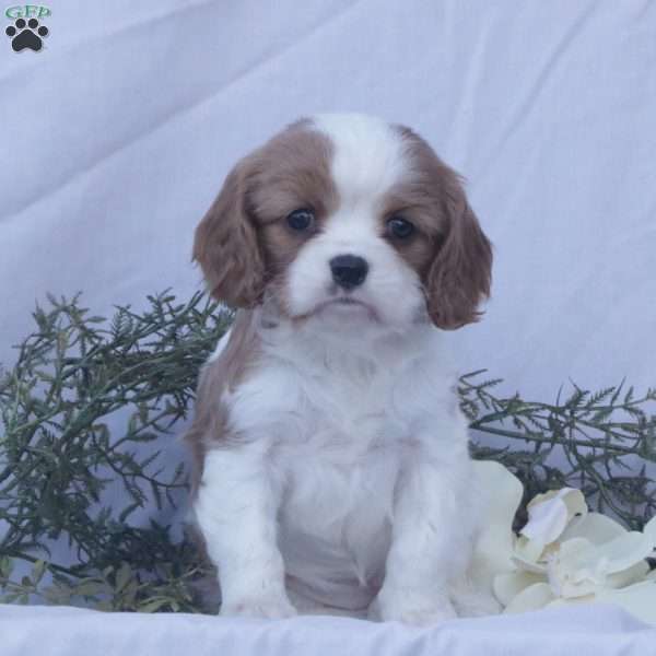 Felicity, Cavalier King Charles Spaniel Puppy
